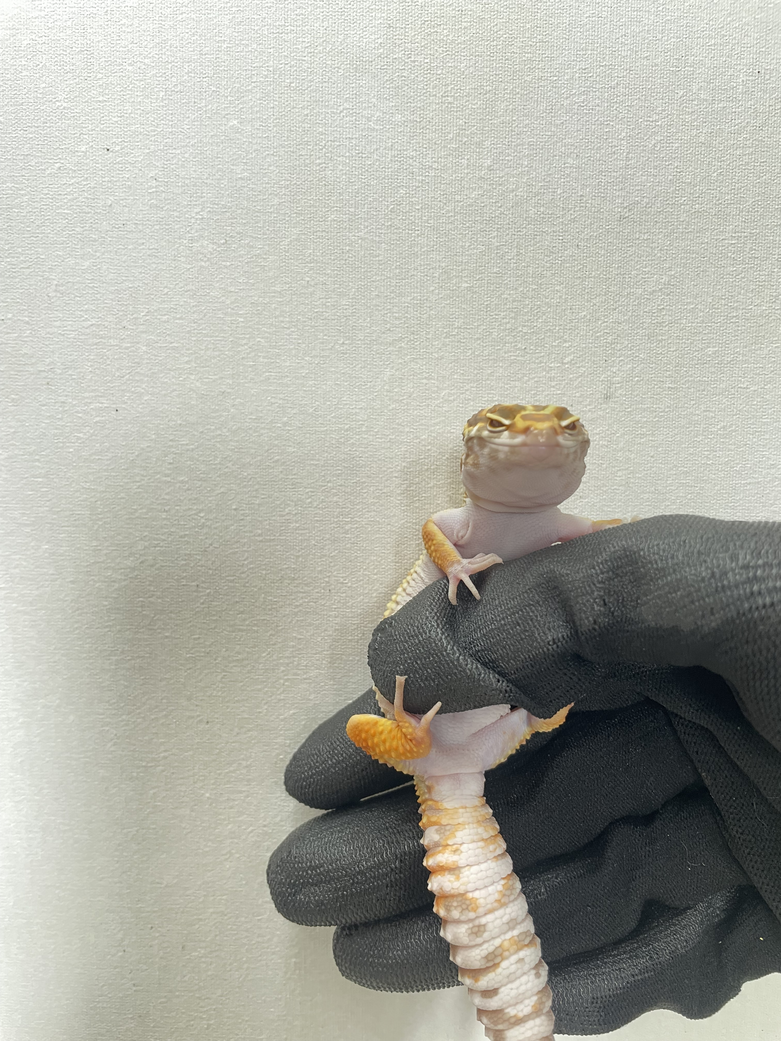 Gecko 3