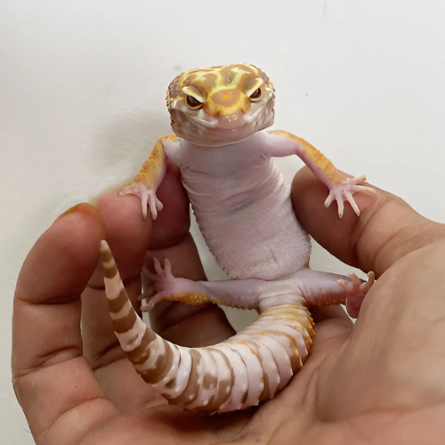 Real Gecko